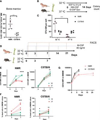 Macrophages from naked mole-rat possess distinct immunometabolic signatures upon polarization